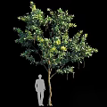 Tall Arbor With Lush Green Foliage And Human Silhouette For Size Comparison
