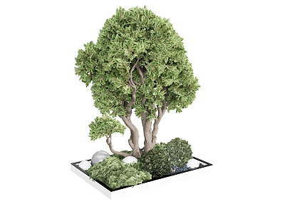 Other Plants Tree Crown Debt Pot 3d model