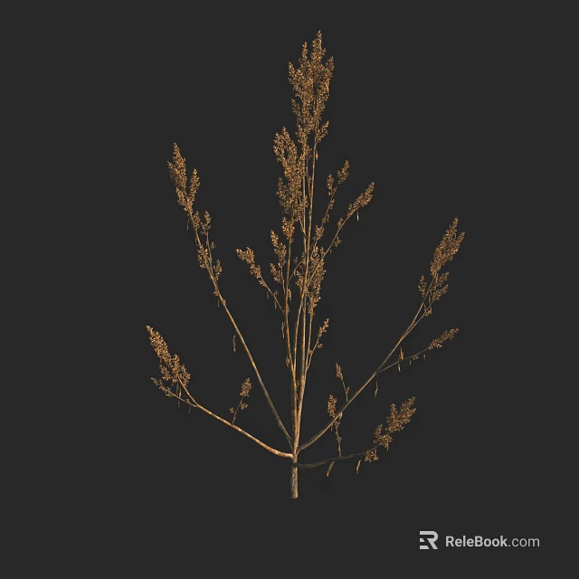 Dried Grass With Slender Stems And Spike Like Inflorescences On Black Background 3d model
