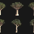 Dracaena Trees With Thick Trunks Green Leaves And Various Shapes 3d model