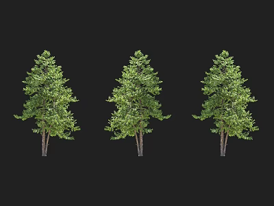 Three Green Lush Trees with Dense Foliage Isolated on Black Background 3d model