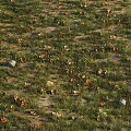 Green Grass Field With Dry Leaves And Scattered Stones In Natural Setting