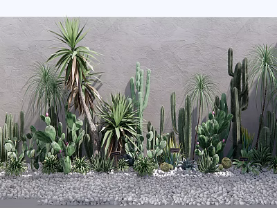 Various Succulent Shrubs And Cacti Against Gray Wall With Gravel Ground 3d model