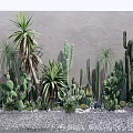 Various Succulent Shrubs And Cacti Against Gray Wall With Gravel Ground