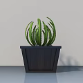 Indoor Green Cactus Potted Plant In Black Wooden Pot With Radial Leaves And Distinct Veins