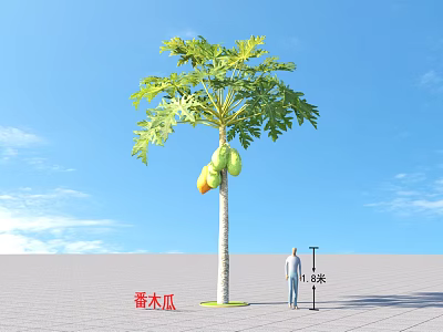 Papaya Tree As Arbor With 6 Meters Height And Person Standing Nearby Under Blue Sky 3d model