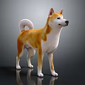 Orange and white Shiba Inu standing on reflective black surface with gray gradient background