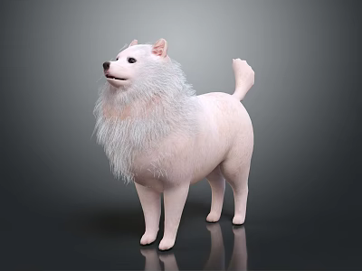 White Dog With Fluffy Mane Standing Against Dark Background And Soft Fur 3d model