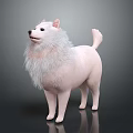 White Dog With Fluffy Mane Standing Against Dark Background And Soft Fur