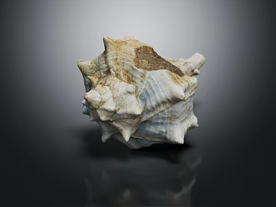 Natural Conch Shell Decorative Ornament Set with Textured Surface for Home Decoration 3d model