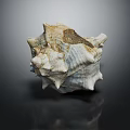 Natural Conch Shell Decorative Ornament Set with Textured Surface for Home Decoration