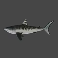 Realistic Shark Game Movie Character with Sharp Teeth and Streamlined Body