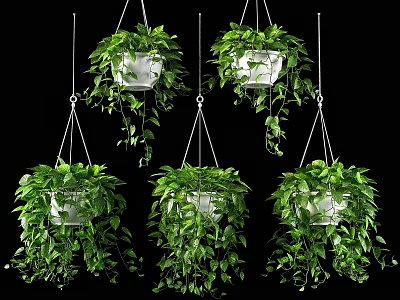 Decorative Hanging Plant Arrangement With White Pots Green Vines And Lush Foliage 3d model