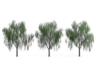 Three Graceful Willow Arbor Trees with Long Drooping Green Branches and Lush Fresh Leaves 3d model