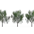 Willow Trees Weeping Willow Dry Salix Large Trees 3d model