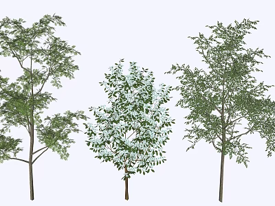 Three Different Arbor Trees With Lush Green Foliage And Natural Growth Shapes 3d model