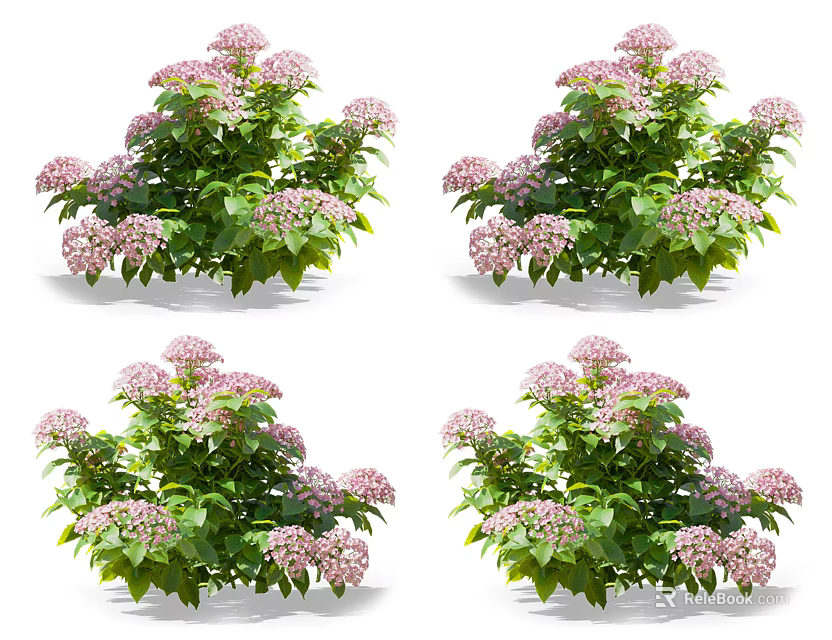 Vibrant Pink Hydrangea Flowers With Lush Green Leaves In Full Bloom Clusters 3d model 
