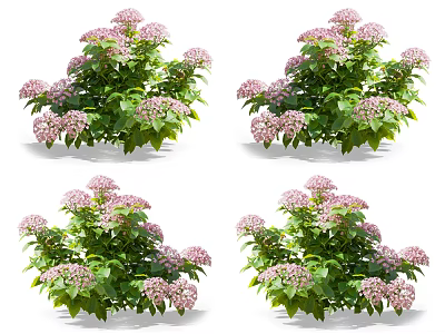 Vibrant Pink Hydrangea Flowers With Lush Green Leaves In Full Bloom Clusters 3d model
