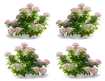 Vibrant Pink Hydrangea Flowers With Lush Green Leaves In Full Bloom Clusters 3d model