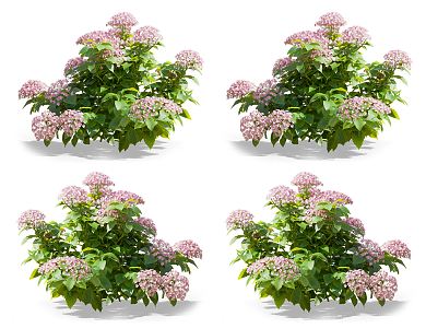 Modern Hydrangea Flowers 3d model