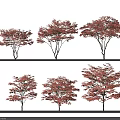 Six Red Leaf Arbor Trees Showcasing Diverse Canopy Shapes And Vibrant Foliage 3d model