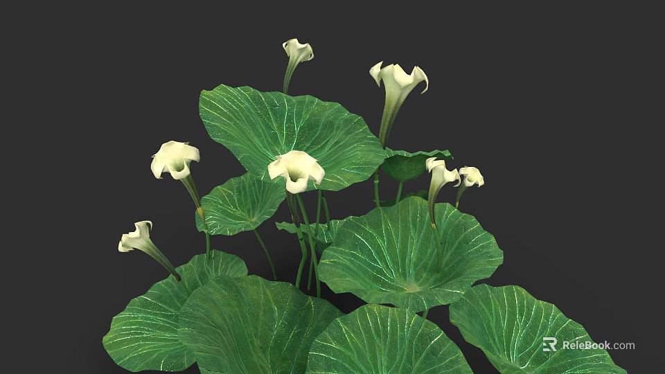 Lush Aquatic Plants Featuring Large Green Leaves And White Blooming Flowers 3d model 