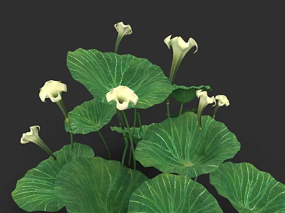 Lush Aquatic Plants Featuring Large Green Leaves And White Blooming Flowers 3d model