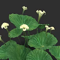 Lush Aquatic Plants Featuring Large Green Leaves And White Blooming Flowers