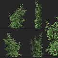 raspberry red raspberry fruit sapling crops fruit tree raspberry plump red raspberry fruit tree shrub fruit 3d model