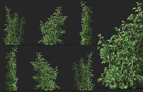 raspberry red raspberry fruit sapling crops fruit tree raspberry plump red raspberry fruit tree shrub fruit 3d model