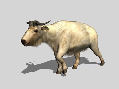 Realistic White Yak 3D Model with Horns Standing on Gray Background 3d model