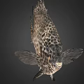 Spotted Marine Fish With Unique Black And White Body Pattern Appearance 3d model