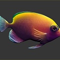 Tropical Fish Colorful Fish Ornamental Fish Aquarium Coral Fish Underwater Fish Color Fish Cartoon Fish Freshwater Fish 3d model