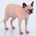 Sphinx cat Canadian hairless cat pet cat 3d model