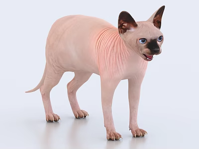 Sphynx Cat With Pink Skin And Blue Eyes Standing On White Background 3d model