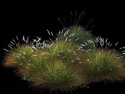 Lush Green Shrubs With White Tipped Leaves In Dense Clustered Growth 3d model