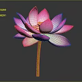 Beautiful Pink Lotus Flower with Vibrant Pink Petals and Green Stem on Gray Background