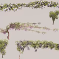 Blooming Wisteria Vines With Purple Pink Flowers And Various Branch Forms