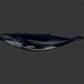 Large Deep Blue Whale With White Spots Swimming Gracefully In Ocean Water
