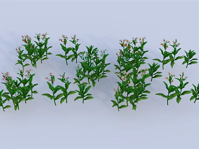 Green Plants with Green Leaves and Pink Small Flowers Multiple Clusters Arranged on White Background 3d model