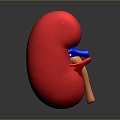 kidney kidney temper organ human organ human body organ human body tissue human body structure 3d model