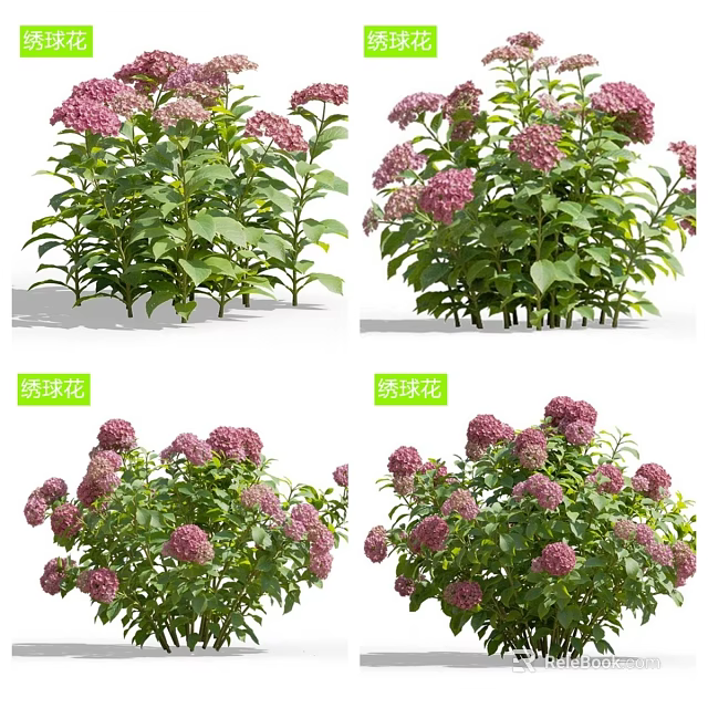 Pink Hydrangea Bushes With Lush Green Leaves And Vibrant Blooms 3d model 