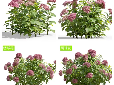 Pink Hydrangea Bushes With Lush Green Leaves And Vibrant Blooms 3d model