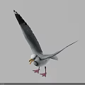 White Seagull With Spread Wings Black Wing Tips Yellow Beak And Red Feet