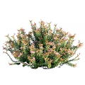 Lush Dense Shrub With Green Foliage And Small Pink Flowers For Garden Landscaping