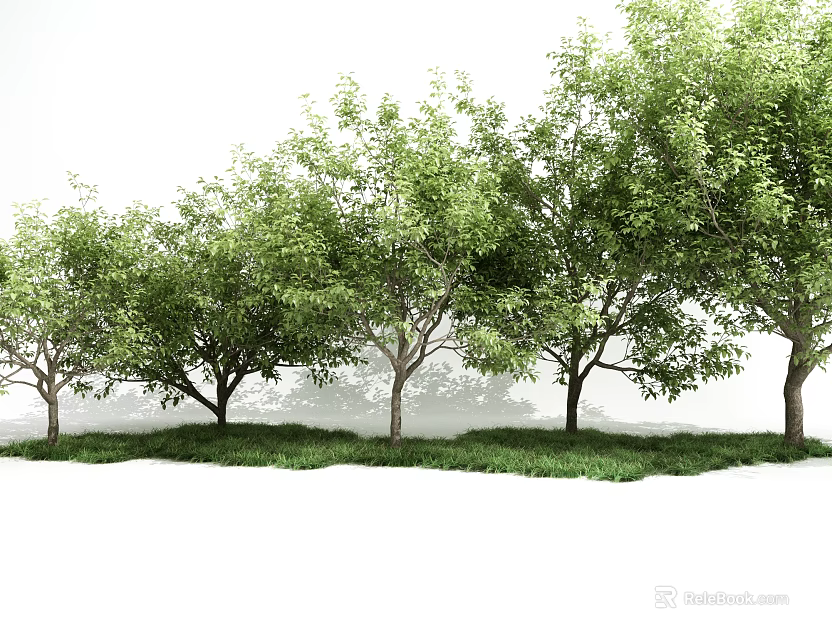 Row of Tall Green Foliage Trees Growing on Lush Grass Lawn 3d model 