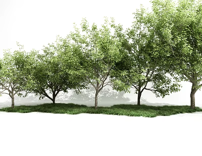 Row of Tall Green Foliage Trees Growing on Lush Grass Lawn 3d model