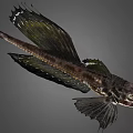 Exotic Fish Featuring Unique Wing Like Fins Dark Body And Striped Patterns
