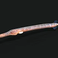 Brown Spotted Aquatic Animal With Long Body Elongated Snout And Swimming Posture Underwater