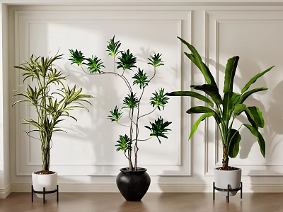 Decorative Indoor Potted Plants with Various Types in White and Black Pots on Wooden Floor 3d model